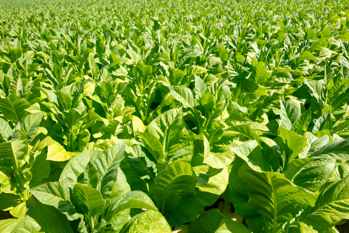 Fresh vegetable sell in wet market